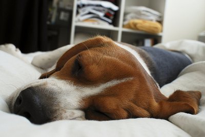 A sample image retrieved via read_blob — a sleeping Beagle
